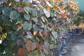 Hibiscus tiliaceus rubra Cottonwood