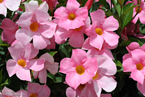 Mandevilla Pretty Rose Pink 