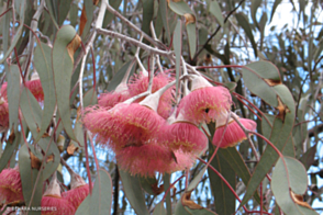 Eucalyptus caesia Silver Princess