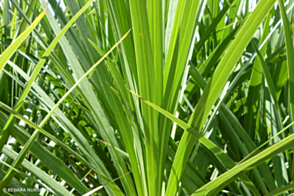 Cordyline Kasper green