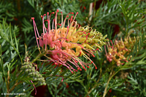 Grevillea hybrid Loopy Lou