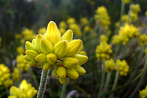 Conostylis aculeata