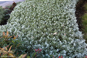 Eremophila glabra prostrata