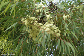 Eucalyptus wandoo