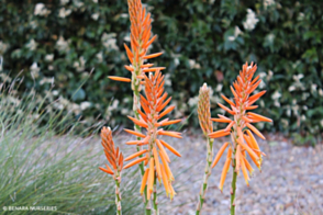 Aloe 'ANDora' Supreme Orange <span class="pbr">(PBR)</span>