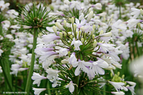 Agapanthus Madison <span class="pbr">(PBR)</span>