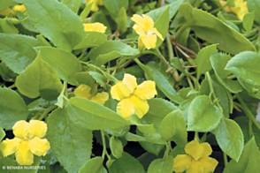 Goodenia ovata Gold