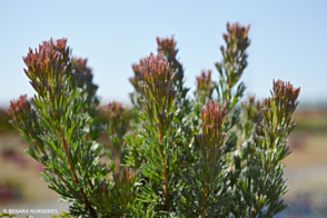 Adenanthos cunninghamii shrub