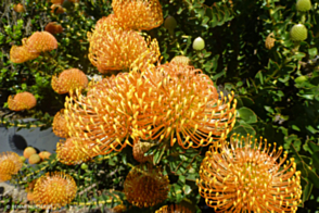 Leucospermum Orange