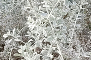 Olearia Little Smokie