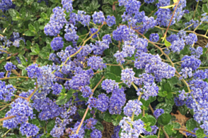 Ceanothus Pacific Wave <span class="pbr">(PBR)</span>