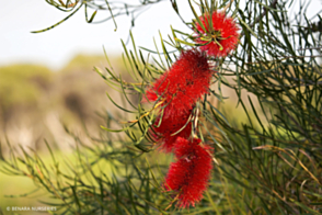 Melaleuca lateritia