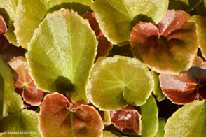 Begonia Big Bronze Tray