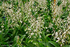 Arthropodium cirratum