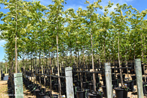 Gleditsia Lime Gold <span class="pbr">(PBR)</span>