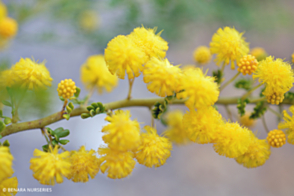 Acacia lasiocarpa