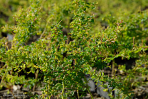 Acacia pulchella