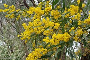 Acacia saligna