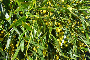 Acacia saligna prostrate