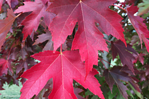 Acer Jeffersred