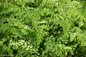 Adiantum fragrans