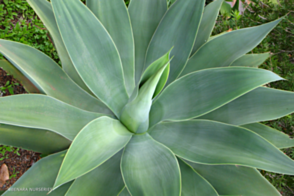 Agave Attenuata