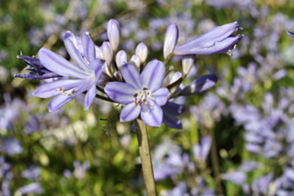 Agapanthus Baby Pete <span class="pbr">(PBR)</span>