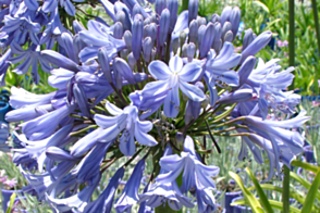 Agapanthus orientalis blue