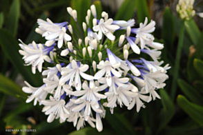 Agapanthus Queen Mum <span class="pbr">(PBR)</span>