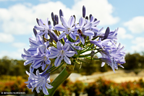 Agapanthus Summer Blue