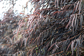 Agonis flexuosa After Dark