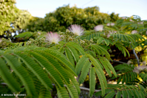 Albizia julibrissin rosea