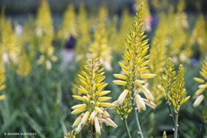 Aloe Bush Baby Yellow <span class="pbr">(PBR)</span>