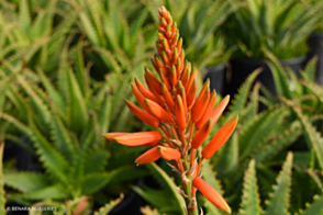 Aloe Gemini <span class="pbr">(PBR)</span>