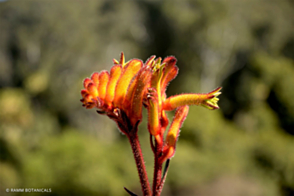 Anigozanthos Bush Fire <span class="pbr">(PBR)</span>