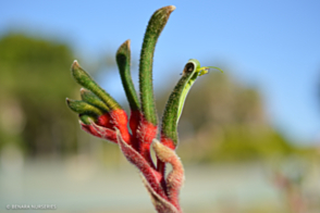 Anigozanthos manglesii