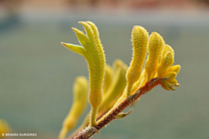 Anigozanthos Yellow Gem