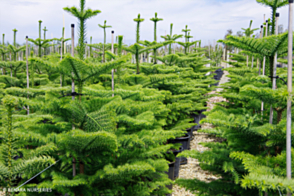 Araucaria heterophylla