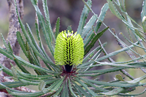 Banksia attenuata