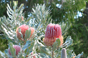 Banksia menziesii