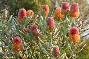 Banksia menziesii dwarf