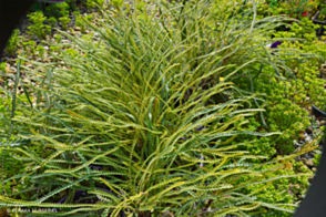 Banksia nivea