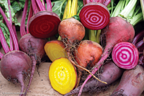 Beetroot Heirloom Mix Diggers Tray