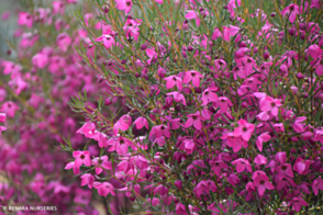 Boronia Magenta Stars <span class="pbr">(PBR)</span>