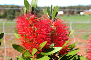 Callistemon Endeavour