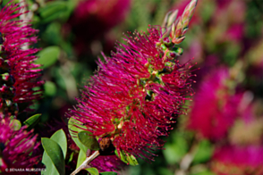 Callistemon Hot Pink <span class="pbr">(PBR)</span>