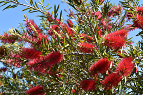 Callistemon Kings Park Special