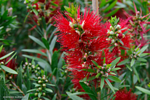 Callistemon 'LC01' <span class="pbr">(PBR)</span> MacArthur&trade;