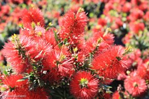 Callistemon Matthew Flinders <span class="pbr">(PBR)</span>