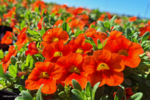 Calibrachoa Bouquet Orange <span class="pbr">(PBR)</span>